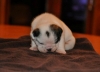 ENGLISH-BULLDOG-PUPPIES-FOR-SALE-