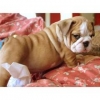 AKC-Registered-male-and-Female-English-Bulldog-For-Adoption