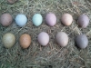 Healthy-fertile-fresh-parrot-eggs-for-sale-